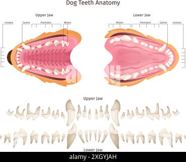 Anatomie des dents de chien. Schéma anatomique de dent canine éducation vétérinaire, chiot animal bouche chiens dentition construction mâchoire infographie dentaire, illustration vectorielle chic Illustration de Vecteur