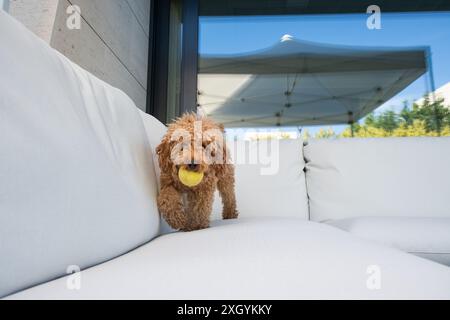 Vue de face d'Un petit caniche de race pure avec une boule de jouet dans sa bouche sur une chaise de terrasse élégante dans le jardin d'un chalet. regarde la caméra Banque D'Images