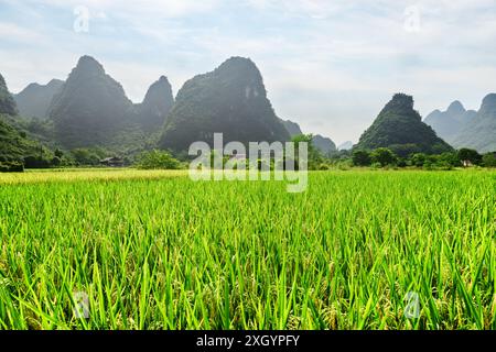 Paysage d'été dans le comté de Yangshuo de Guilin, Chine. Vue du champ de riz vert vif pittoresque et de belles montagnes karstiques sur fond de ciel bleu. Banque D'Images