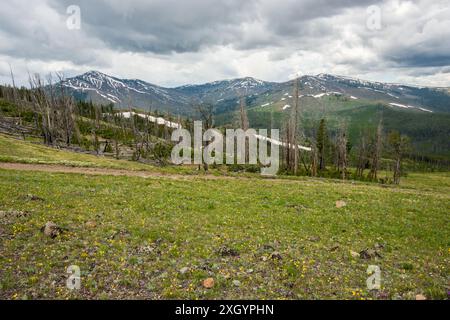 La vue depuis Mt. Washburn dans le parc national de Yellowstone Banque D'Images