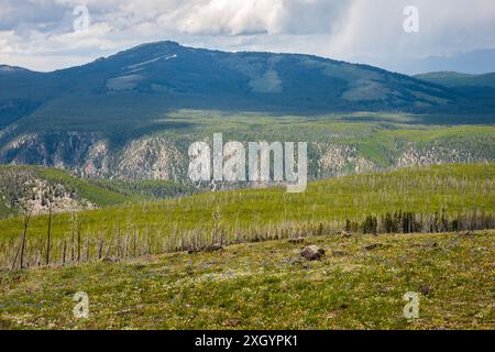 La vue depuis Mt. Washburn dans le parc national de Yellowstone Banque D'Images