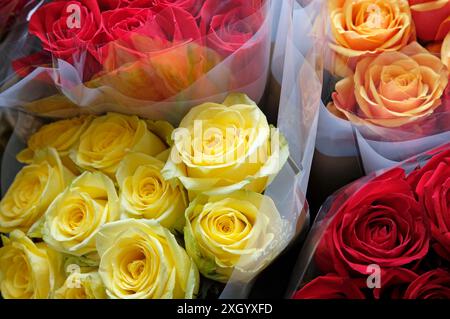 roses colorées dans un fleuriste, norfolk, angleterre Banque D'Images