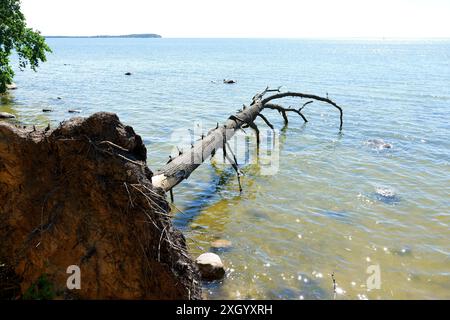 Un arbre mort se trouve dans le Greifswalder Bodden à Wreechen. Ses branches sortent de l'eau, créant une atmosphère passagère mais belle. Banque D'Images