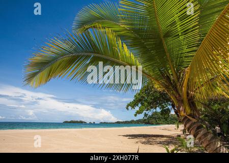 Panama, Archipielago de Bocas del Toro, plage de grenouille rouge à Isla Bastimentos. Banque D'Images