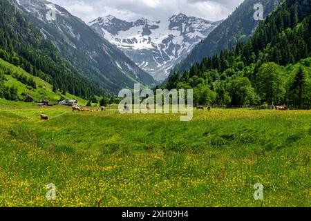 La belle vallée de Stilluptal, également appelée la vallée des chutes d'eau et les vaches qui paissent, près de Mayrhofen en Autriche, en Europe Banque D'Images