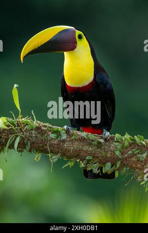 Toucan sauvage à gorge jaune , châtaignier mandiblé (Ramphastos ambiguus swainsonii) Costa Rica, Amérique centrale - photo de stock Banque D'Images