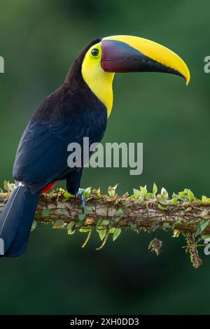 Toucan sauvage à gorge jaune , châtaignier mandiblé (Ramphastos ambiguus swainsonii) Costa Rica, Amérique centrale - photo de stock Banque D'Images