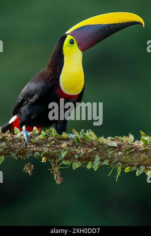 Toucan sauvage à gorge jaune , châtaignier mandiblé (Ramphastos ambiguus swainsonii) Costa Rica, Amérique centrale - photo de stock Banque D'Images