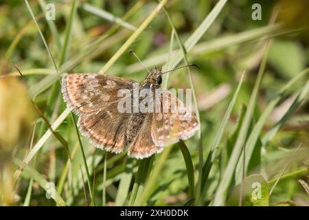 Pyrgus malvae, skipper grizzled, ailes ouvertes, dessus, Noar Hill, Selborne, Royaume-Uni, juin Banque D'Images