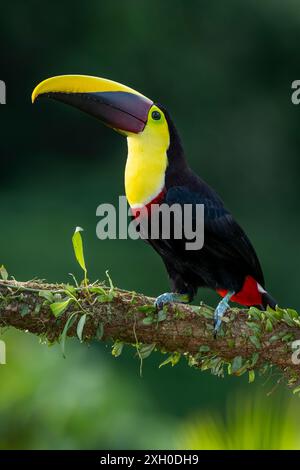 Toucan sauvage à gorge jaune , châtaignier mandiblé (Ramphastos ambiguus swainsonii) Costa Rica, Amérique centrale - photo de stock Banque D'Images