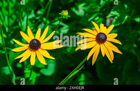 Coneflower Rudbeckia fulgida (jaune) Banque D'Images