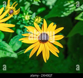 Coneflower Rudbeckia fulgida (jaune) Banque D'Images