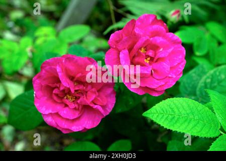 Roses roses rose foncé avec centre jaune ouvert en fleurs en juillet 2024 Carmarthenshire Garden Wales UK KATHY DEWITT Banque D'Images