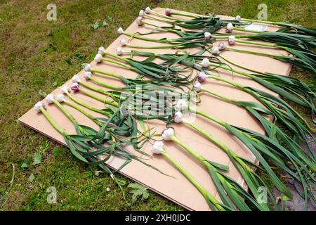 Récolte d'usine de bulbe d'ail disposé en séchage sur fond de carton dans le jardin en juin été Carmarthenshire Dyfed Wales UK KATHY DEWITT Banque D'Images