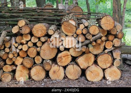 Stockage de bois de chauffage. Entrepôt de bois de chauffage à la campagne. Bûches de pin fraîchement coupées à l'usine de scierie. Fond en bois naturel. Banque D'Images