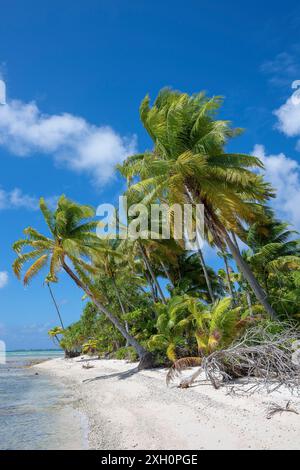 Cocotier (Cocos nucifera), Tikehau, atoll, archipel des Tuamotu, Tuherahera, Rangiroa, Polynésie française Banque D'Images