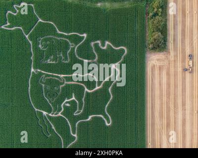 Dans un champ de maïs près de Weisskirchen près de Francfort-sur-le-main, un labyrinthe a été créé qui représente l'Amérique du Nord et deux animaux typiques de la Banque D'Images