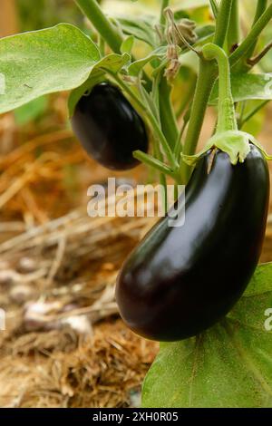 Aubergines mûres poussant sur une plante dans un jardin avec des feuilles vertes et un environnement naturel Banque D'Images