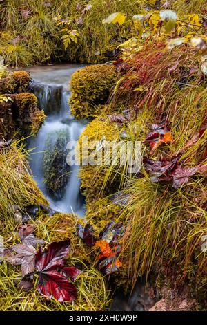 Petit ruisseau dans la forêt magique près de Ramsau dans Berchtesgadener Land, Bavière, Allemagne. Automne dans la forêt magique près de Ramsau à Berchtesgadener Banque D'Images