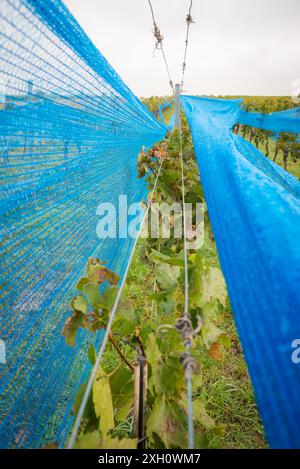 Toile bleue dans un vignoble protection contre les oiseaux Banque D'Images