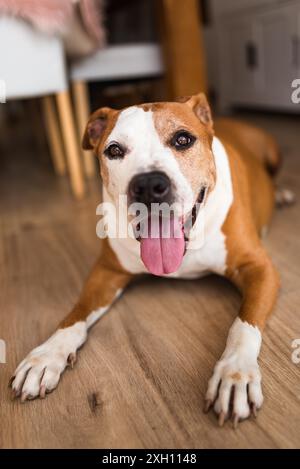 Chien couché sur plancher en bois à l'intérieur, terrier amstaff brun reposant le jour d'été Banque D'Images