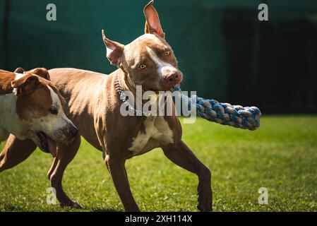 Chien courant dans l'arrière-cour, amstaff terrier avec corde jouet court vers la caméra. Thème chien actif Banque D'Images