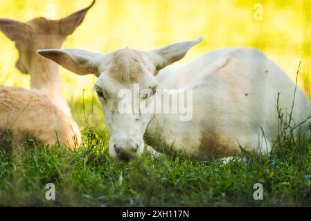 Jeunes cerfs allongé sur l'herbe à l'ombre. Animal sauvage dans la nature Banque D'Images
