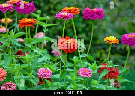 Les Zinnies de toutes les couleurs fleurissent dans le jardin d'été Banque D'Images