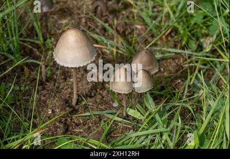 Jupon Mottlegill champignon dans la terre entouré d'herbe, gros plan Banque D'Images