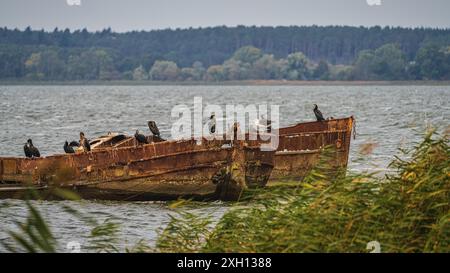 Un naufrage sur la côte d'Achterwasser à Warthe, Mecklembourg-Poméranie occidentale, Allemagne Banque D'Images