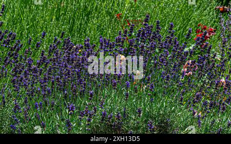 Lavandula angustifolia (lavande commune, lavande vraie, lavande de jardin) fleurit dans le jardin Banque D'Images