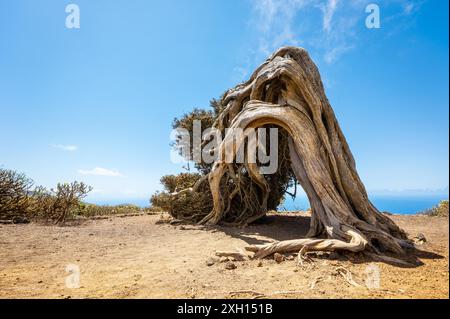 Arbre de genévrier plié par le vent. Célèbre monument à El Hierro, îles Canaries. Photo de haute qualité Banque D'Images