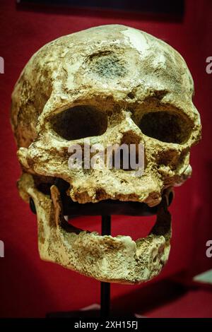 Homo sapiens, Cro-Magnon I from les Eyzies Skull replica, Museo Comarcal de Molina de Aragon, Guadalajara, Espagne Banque D'Images