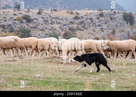 Chien de berger menant un troupeau de moutons, Gollorio, Guadalajara, Espagne Banque D'Images