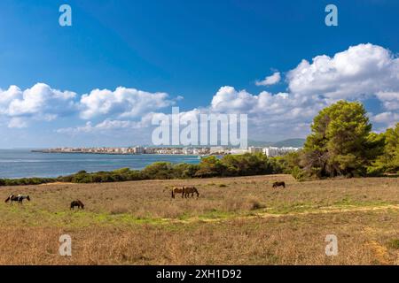 Pins et chevaux sur la côte dans la réserve naturelle de Punta de n'Amer près de sa Coma, Majorque Banque D'Images