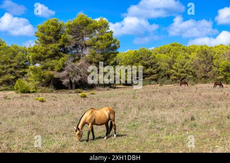 Pins et chevaux dans la réserve naturelle de Punta de n'Amer près de sa Coma, Majorque Banque D'Images