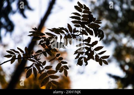 Rowan Tree laisse la silhouette sur fond flou, photo rapprochée avec mise au point sélective. Photo naturelle de la saison d'automne Banque D'Images