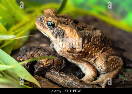 Aga crapaud dans un habitat naturel sur la rive du lac en gros plan. Animaux dans la nature. Banque D'Images