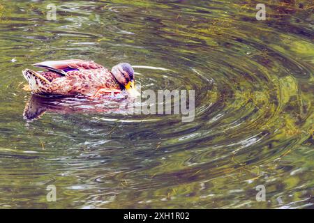 Canard vert de Drake avec plumage d'éclipse trempant dans l'eau et créant des ondulations concentriques dans l'eau des mauvaises herbes. The Wilderness Porthcawl, Royaume-Uni. 8 juillet 2024. Banque D'Images