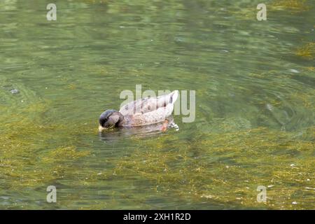 Drake Mallard ion éclipse plumage dans l'eau de mauvaises herbes. La nature sauvage, Porthcawl. Royaume-Uni 8 juillet 2024. Banque D'Images