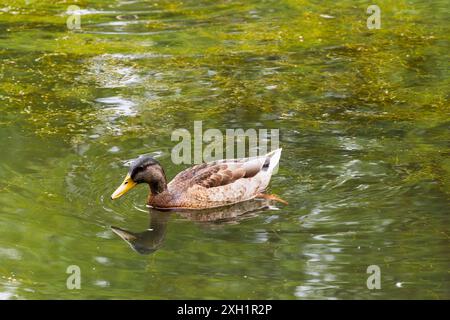 Un canard colvert en plumage d'éclipse se se détend dans la nature sauvage, Porthcawl, Royaume-Uni. 8 juillet 2024 Banque D'Images