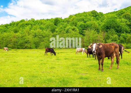 vaches sur le pâturage. paysage rural au printemps. paysage naturel avec prairie herbeuse près de la forêt. concept de durabilité dans l'agriculture. tra Banque D'Images