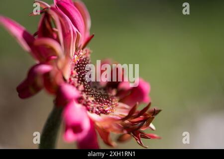 Gerbera Daisy courbée et vue de côté Banque D'Images