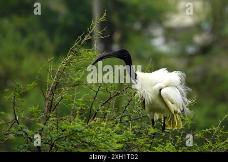 Ajmer, Inde. 09 juillet 2024. Un troupeau d'Ibis à tête noire (Threskiornis Aethiopicus) sont aperçus suspendus à des arbres alors qu'ils prenaient soin de leurs poussins nouvellement éclos à Ajmer, Rajasthan, Inde, le 9 juillet 2024. Photo par ABACAPRESS. COM Credit : Abaca Press/Alamy Live News Banque D'Images