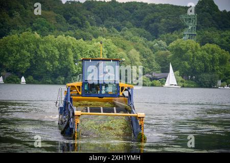 Anmähen gegen die Wasserpest Auf dem Essener Baldeneysee mäht der Ruhrverband mit einem Mähboot, gegen Elodea eine wuchernde Wasserpflanze die auch Wasserpest genannt wird, an. Veröffentlichungen nur für redaktionelle Zwecke. Foto : FotoPrensa Essen NRW *** tondre contre l'herbe à eau sur le lac Baldeney à Essen, le Ruhrverband utilise un bateau de tonte pour tondre contre Elodea, une plante aquatique proliférante également connue sous le nom d'herbe à eau. Banque D'Images