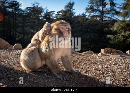 Macaque barbaresque (Macaca sylvanus) avec son petit bébé sur le dos baigné de soleil au milieu de la grande forêt de cèdres du parc naturel d'Ifrane Banque D'Images