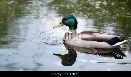 Le canard colvert nage dans un étang, une goutte tombant de son bec forme des cercles dans l'eau. Miroir dans l'eau, image large Banque D'Images