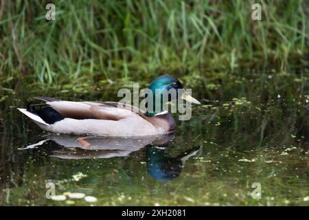 Magnifique adulte coloré drake Mallard nage dans un étang, reflété dans l'eau Banque D'Images