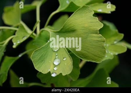 Feuille de ginkgo vert frais avec des gouttes de pluie près à l'extérieur Banque D'Images