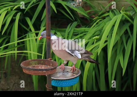 Un pigeon commun perché sur un plat d'eau penché à travers un plat de nourriture presque vide. Banque D'Images